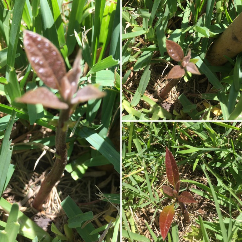 Paciencia - Amor - CONFIANZA